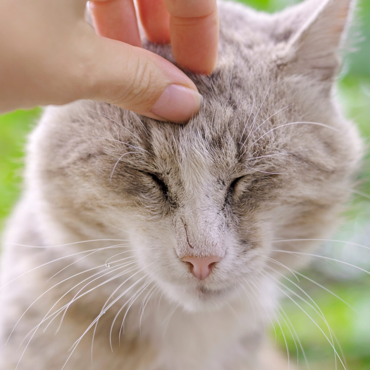 Cat enjoying a scratch from their person