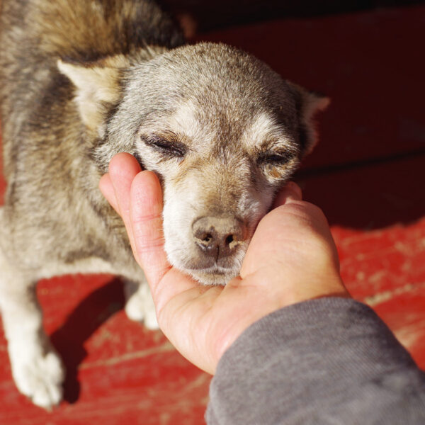 Old small dog