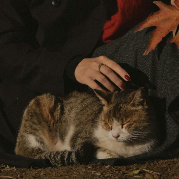 Cat with eyes closed being pet