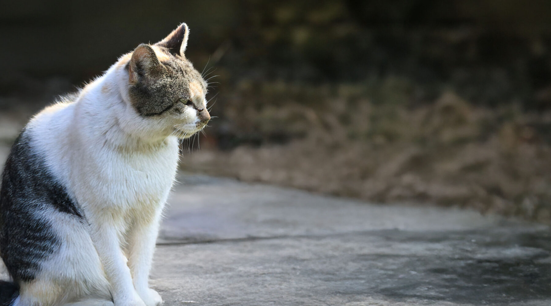 Elderly cat sitting on driveway
