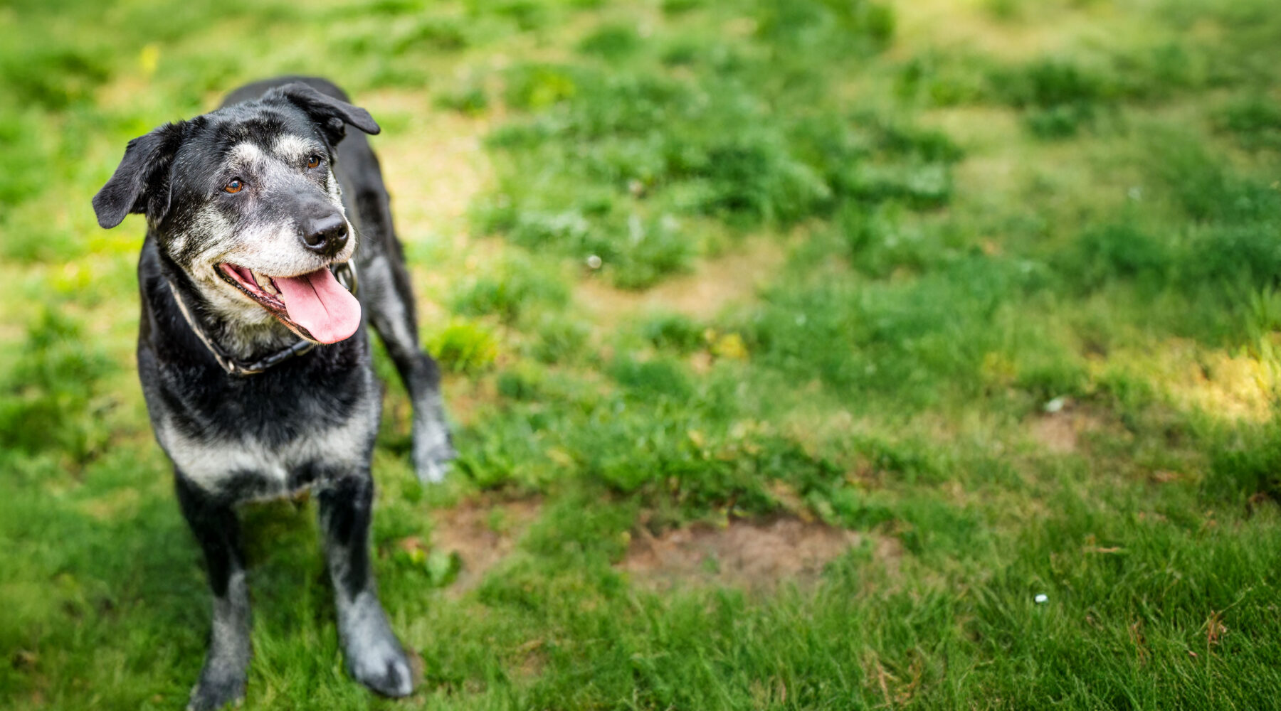 Elderly dog standing in yard