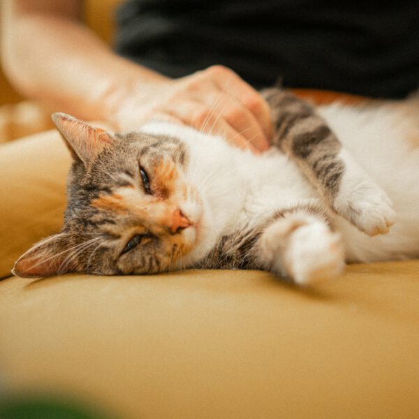 A cat being pet on the couch