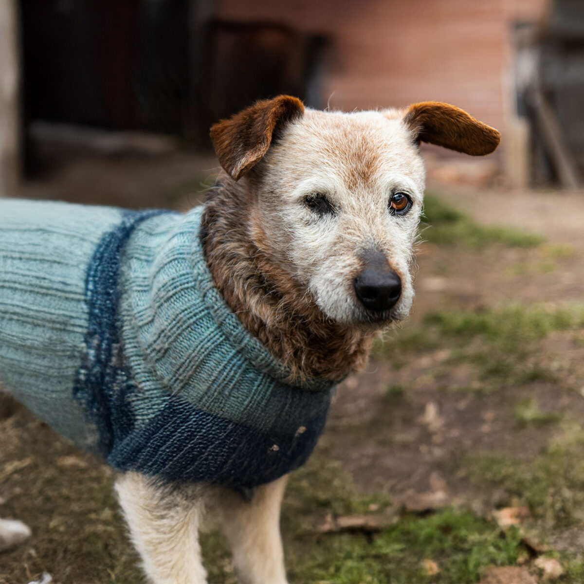 Old one-eyed dog in yard