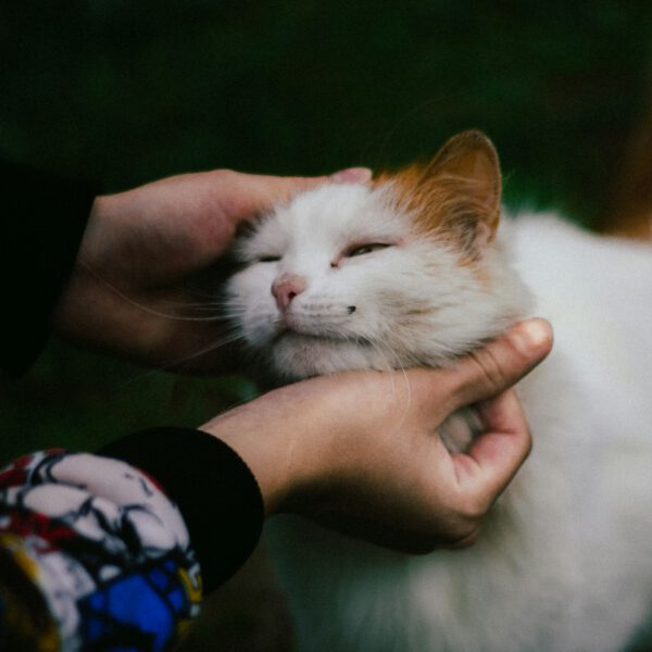 Brown and white cat being pet