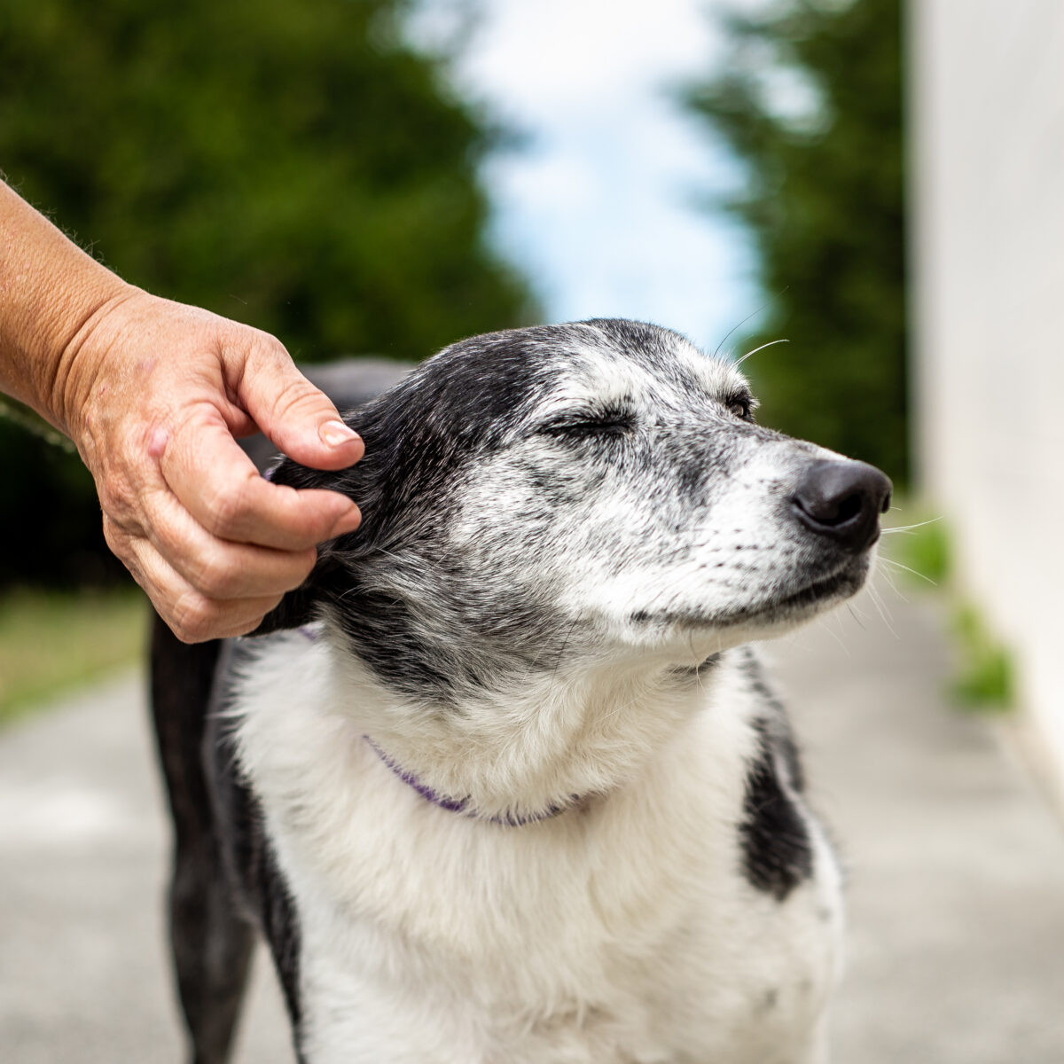 Old dog getting scratched on the head