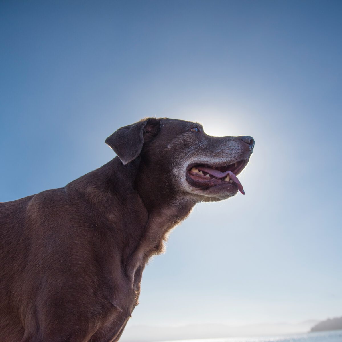 Old red dog outside