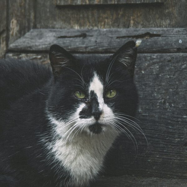 Black and white cat