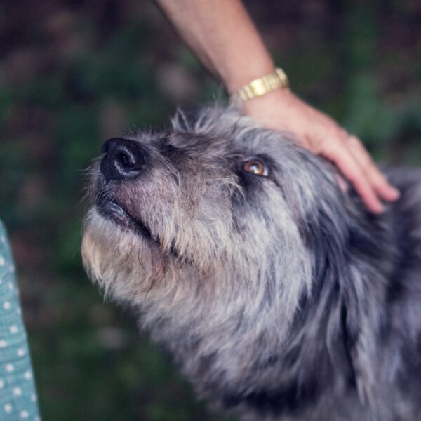 Long haired dog