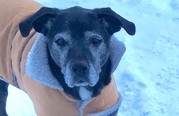 Black dog in coat in winter