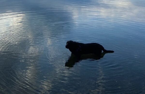 Large dog wading in water