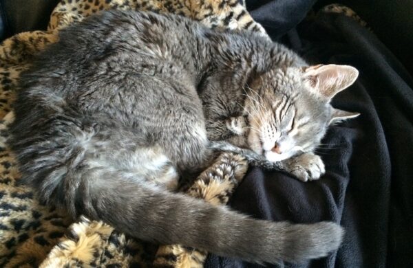Grey cat sleeping